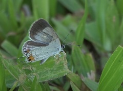 Everes lacturnus