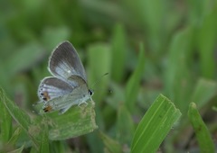 Everes lacturnus