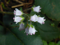 Veronica regina-nivalis