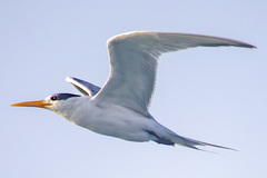 Thalasseus bengalensis