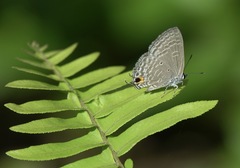 Catochrysops panormus