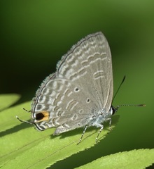 Catochrysops panormus