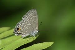 Catochrysops panormus