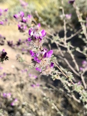 Dalea pulchra