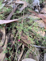 Chenopodium nutans linifolium