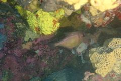Pempheris klunzingeri