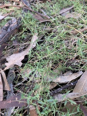 Chenopodium nutans linifolium