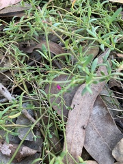 Chenopodium nutans linifolium