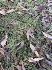Chenopodium nutans linifolium