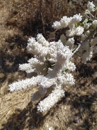 Hyptis albida