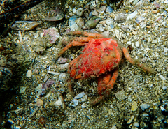 Schizophrys rufescens
