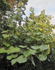 Hibiscus tiliaceus tiliaceus