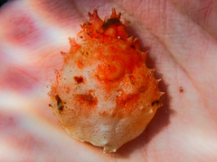 Schizophrys rufescens