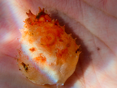 Schizophrys rufescens