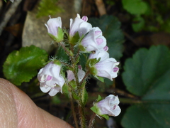 Veronica regina-nivalis