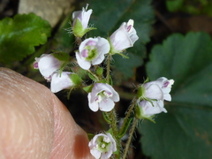 Veronica regina-nivalis