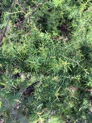 Grevillea juniperina