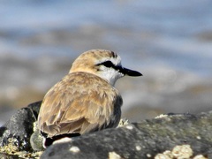 Charadrius marginatus mechowi