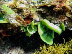 Dictyosphaeria sericea