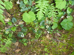 Veronica regina-nivalis