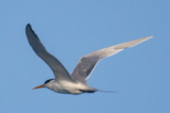 Thalasseus bengalensis