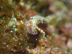Hypselodoris decorata