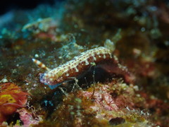 Hypselodoris decorata