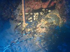 Panulirus ornatus