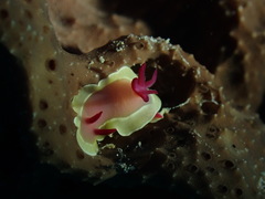 Hypselodoris flavomarginata