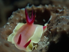 Hypselodoris flavomarginata