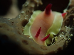 Hypselodoris flavomarginata