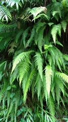 Phegopteris decursive-pinnata