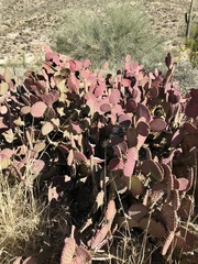 Opuntia santa-rita