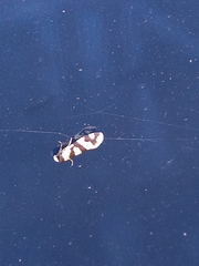 Lepidoscia characota