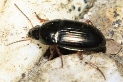 Amara familiaris