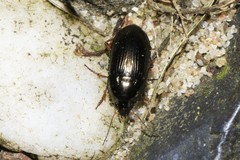 Amara familiaris
