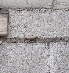 Sceloporus grammicus