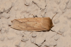 Zosteropoda