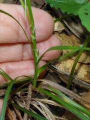 Carex globosa