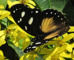 Hypolimnas anthedon wahlbergi