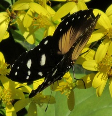 Hypolimnas anthedon wahlbergi