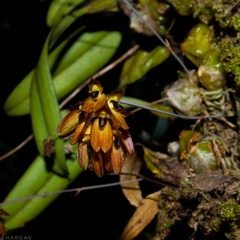 Bulbophyllum proudlockii