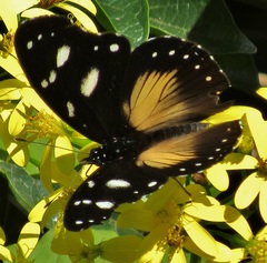 Hypolimnas anthedon wahlbergi