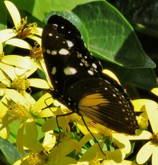 Hypolimnas anthedon wahlbergi