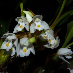 Coelogyne breviscapa