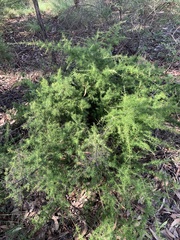 Grevillea juniperina