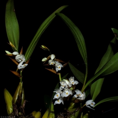 Coelogyne breviscapa