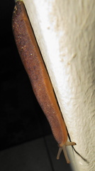 Laevicaulis natalensis