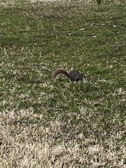 Sciurus carolinensis