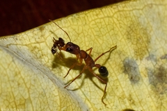 Harpegnathos saltator